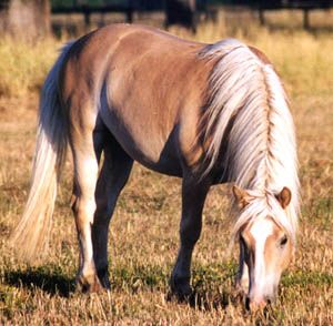 haflingi.jpg